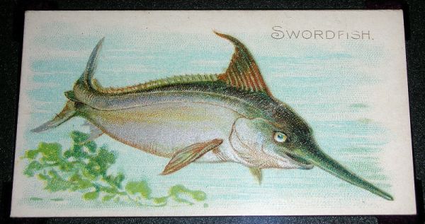 42 Swordfish